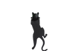 Gato Negro